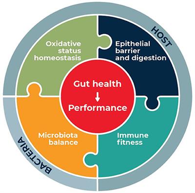 Functional Amino Acids in Pigs and Chickens: Implication for Gut Health